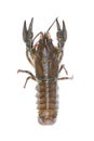 Alive crawfish isolated