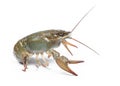 Alive crawfish isolated