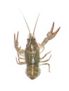 Alive crawfish isolated