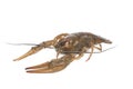 Alive crawfish on white background Royalty Free Stock Photo