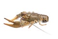 Alive crawfish on white background Royalty Free Stock Photo