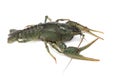 Alive crayfish Royalty Free Stock Photo