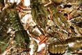 Alive crayfish closeup. Royalty Free Stock Photo