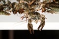Alive crayfish closeup. Royalty Free Stock Photo