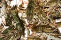 Alive crayfish closeup. Royalty Free Stock Photo