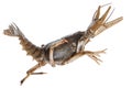 Alive crayfish Royalty Free Stock Photo