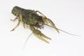 Alive crayfish creepse Royalty Free Stock Photo
