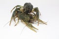 Alive crayfish creepse Royalty Free Stock Photo