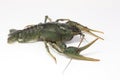 Alive crayfish creepse Royalty Free Stock Photo