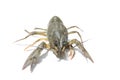 Alive crayfish isolated on white background Royalty Free Stock Photo