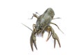 Alive crayfish isolated on white background Royalty Free Stock Photo