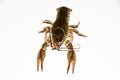 Alive crayfish isolated on white background Royalty Free Stock Photo