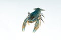 Alive crayfish isolated on white background Royalty Free Stock Photo