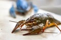 Alive Crayfish or Lobster on a white background outdoor summer family party picnic in the park. Selective focus Royalty Free Stock Photo