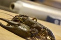 Alive crayfish looking at the camera in a kitchen room. Royalty Free Stock Photo