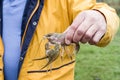 Alive crayfish in male hand closeup Royalty Free Stock Photo