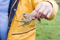 Alive crayfish in male hand closeup Royalty Free Stock Photo