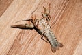Alive crayfish on wood background Royalty Free Stock Photo