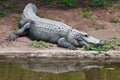 Alive crocodile on the shore of the pond.