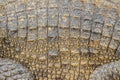 Alive crocodile skin background. Crocodile skin pattern from ali