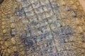 Alive crocodile skin pattern from the living body for background