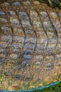 Alive crocodile skin pattern from the living body for background