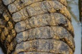 Alive crocodile tail pattern from the living body for background