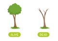 Alive and dead antonyms word card vector template. Flashcard for english language learning.