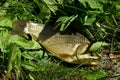 Alive fish out of water, crucian carp.