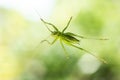 Alive green grass hopper sitting on a window underbelly view macro close up shot isolated against outside vegetation Royalty Free Stock Photo