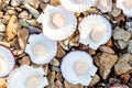 Alive Japanese scallops Chlamys nipponensis on the coast of Japan sea, Pacific ocean