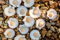 Alive Japanese scallops Chlamys nipponensis on the coast of Japan sea, Pacific ocean