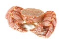 Alive king crab