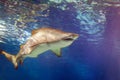 Alive large shark swims in water