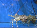 Alive lobster at a seafood market. Royalty Free Stock Photo