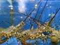 Alive lobster at a seafood market. Royalty Free Stock Photo