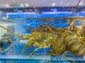 Alive lobsters in water tank for sale at seafood market