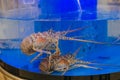 Alive lobsters in the water tank at seafood market Royalty Free Stock Photo