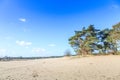 Alive and moving drifting sand dunes of Soesterduinen area in Netherlands