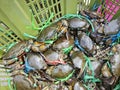 alive mud or mangrove crabs for sale in the basket.