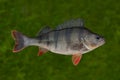 Alive perch fish isolated on underwater green background. Perca fluviatilis Royalty Free Stock Photo