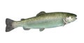 Alive rainbow trout Royalty Free Stock Photo