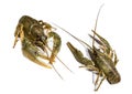 Alive river crawfish Royalty Free Stock Photo