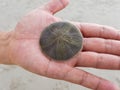 Sand dollar on hand Royalty Free Stock Photo