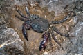 The alive sea crab crawling on the rock. Royalty Free Stock Photo