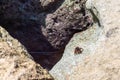 Alive sea crab crawling on the rock at the beach Royalty Free Stock Photo