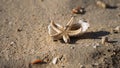 Alive starfish on a shore