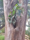 Alive tree on dead tree