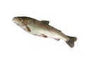 Alive trout Royalty Free Stock Photo