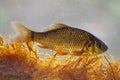 Alive young crucian carp diving in river water under surface.